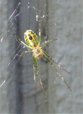 MyGardenSpider